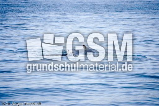 Buckelwal (44 von 57).jpg